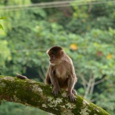 Mache-Chindul Ecological Reserve