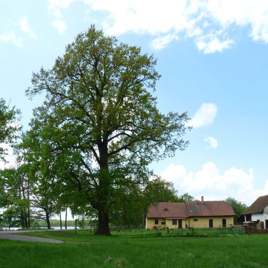 Dub u Starohaklovského rybníka