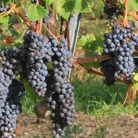 Burgenland