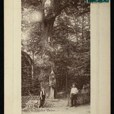 Chêne de la Vierge à Viroflay