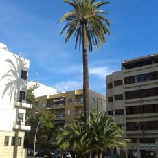 Palmera del Parque