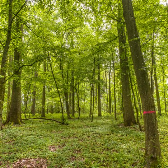 Naturschutzgebiet 'Hörnauer Wald'