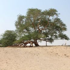 Tree of Life