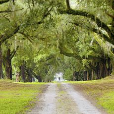 Mansfield Plantation