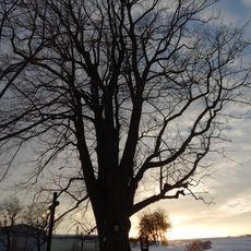 Lípa Johanky z Rožmitálu