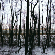 Borgwallsee und Pütter See