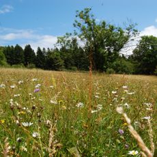 Naturschutzgebiet Auf der langen Galle bei Rudingshain