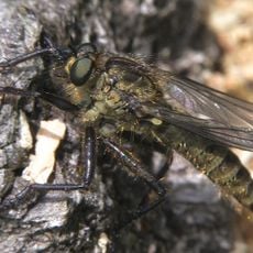 Brückerwald und Hußgeweid