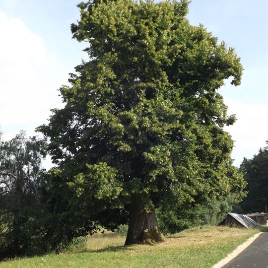 Lípa u Klášterského rybníka