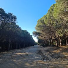 Ain Damous Forest