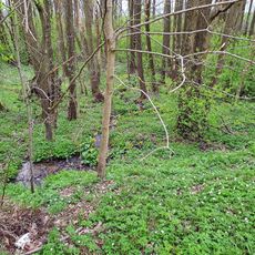 Waldfluß am Kappmichelsteich