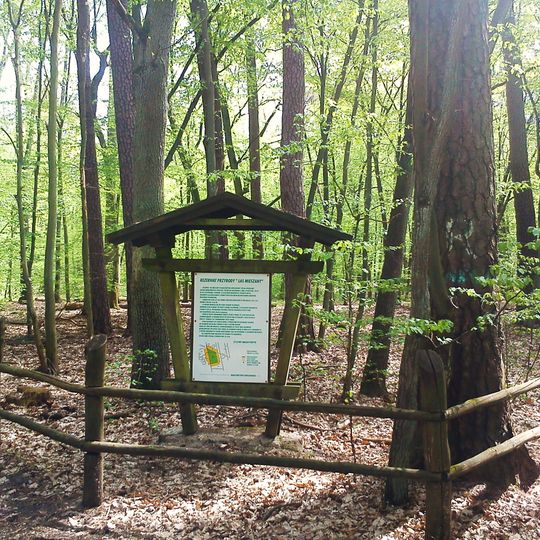 Rezerwat przyrody Las Mieszany w Nadleśnictwie Łopuchówko
