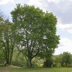 Bergahorn Willinger Tal