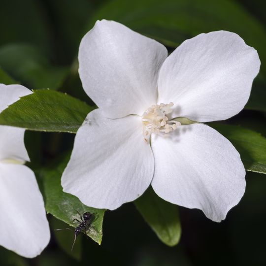 Arboretum de Cardeilhac