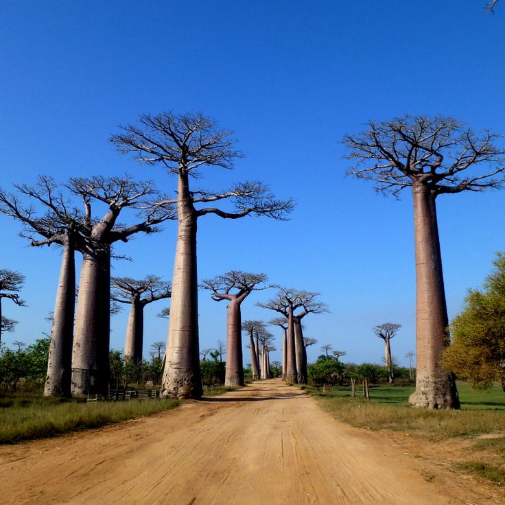 Route des Baobabs