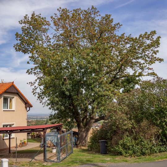 Hradešínský jasan