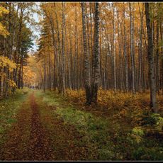 Sredny park (Sestroretsk)