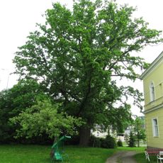 Dub v zahradě u vily Retexu