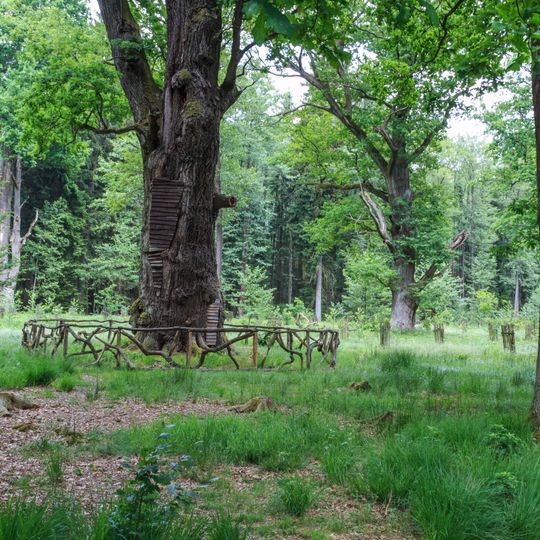 Dub za Velkou Houkvicí