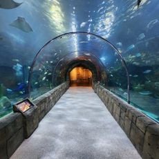 Aquarium of the Americas