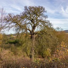 Hrušeň na Hadrovizně