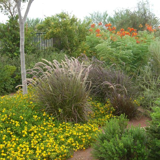 Acacia Demonstration Gardens
