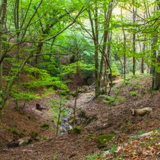 Riserva naturale orientata Bosco di Malabotta
