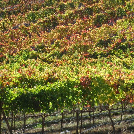 Fetzer-Bonterra vineyards