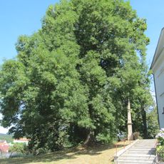 3 lípy u hřbitova a kostela v Újezdě u Valašských Klobouk