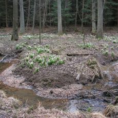 Velká a Malá olšina