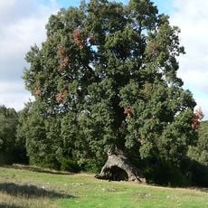 Three-Legged Spanish Oak of Mendaza