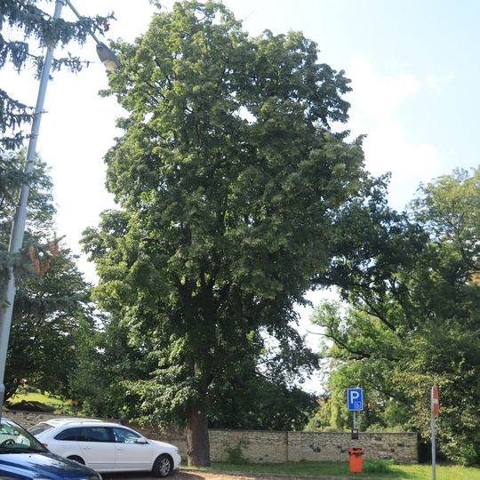Memorable oak in Dolní Chabry