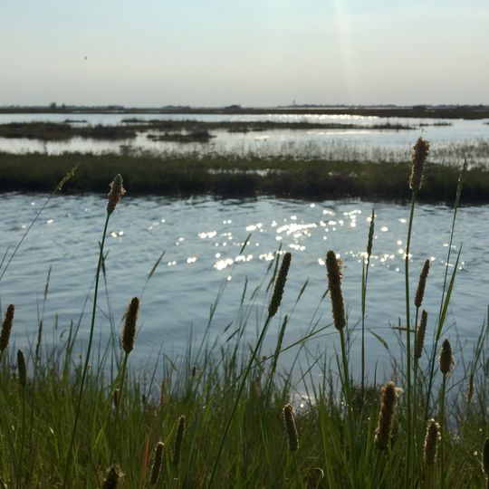 Penisola del Cavallino: biotopi litoranei