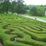Hedge Maze at Longleat House