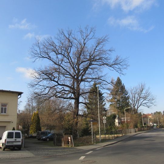 Bismarck oak Lockwitz