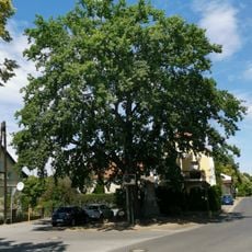 Naturdenkmal Stieleiche am Kriegerdenkmal