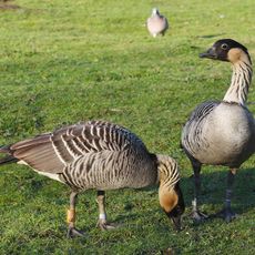 WWT Slimbridge