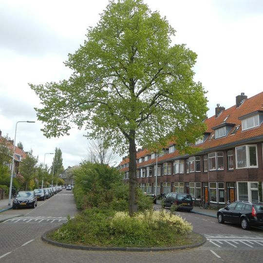 Vrijheidsboom