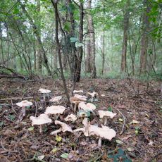 Landschaftsschutzgebiet Dünengebiet Klatenberge