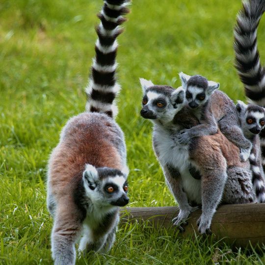 Lake District Wildlife Park