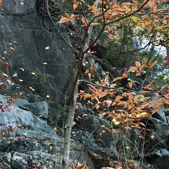 American Legion State Forest