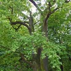 Stiel-Eiche Tierpark Berlin