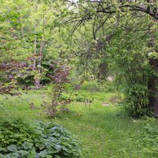 Botanical garden of Ivanovo State University