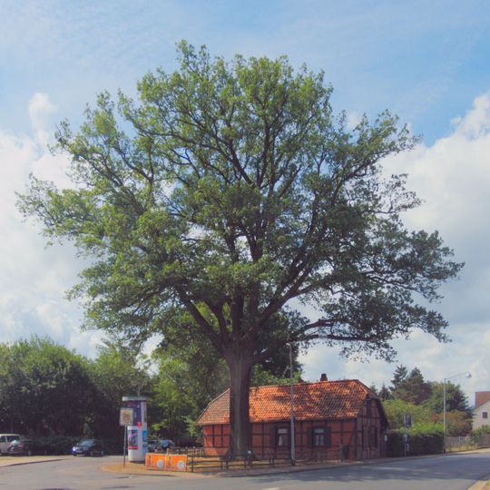 Luthereiche Alt-Vinnhorst