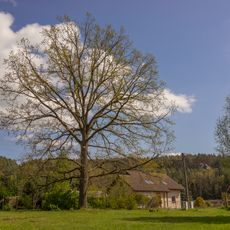 Pavlínin dub u Mlýnice