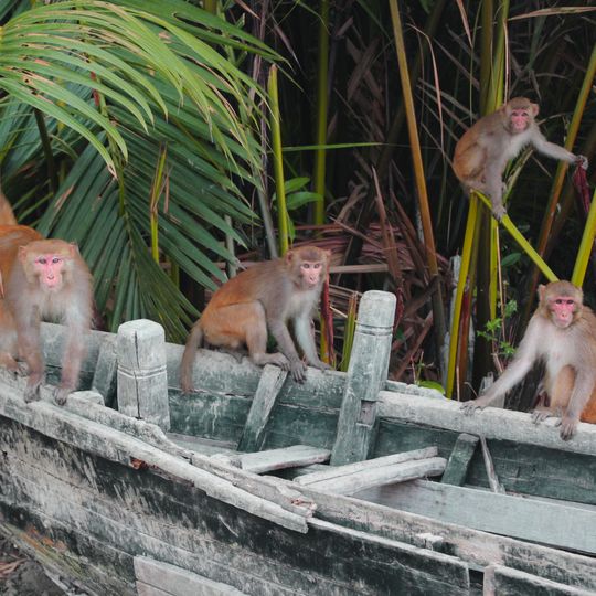 Dhangmari Wildlife Sanctuary