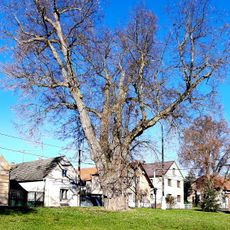 Modřejovická lípa