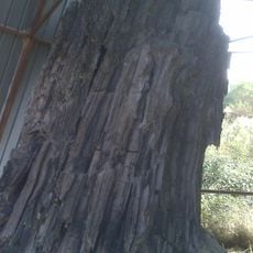 Centro di paleontologia vegetale della foresta fossile di Dunarobba