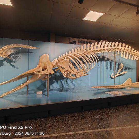 Zoological Museum Hamburg