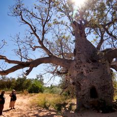 Boab Prison Tree, Wyndham